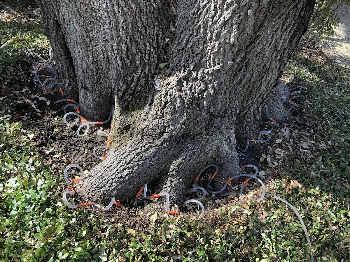 Detailed Tree Cabling and Bracing job site in Fairless Hills