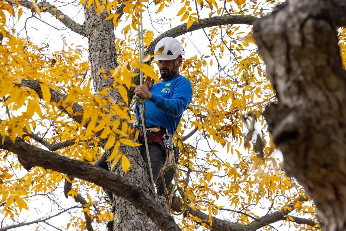 Skilled Tree Planing crew working in Fairless Hills